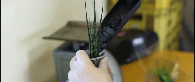 植え込みの様子：綺麗に整えられた炭に癒されながら