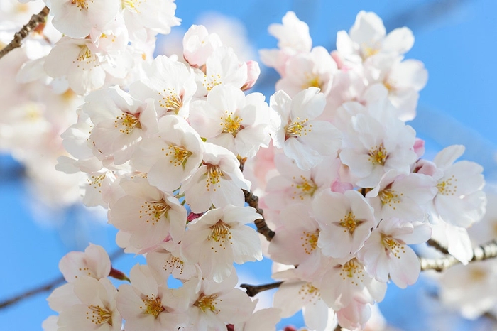 甘果桜桃(カンカオウトウ)