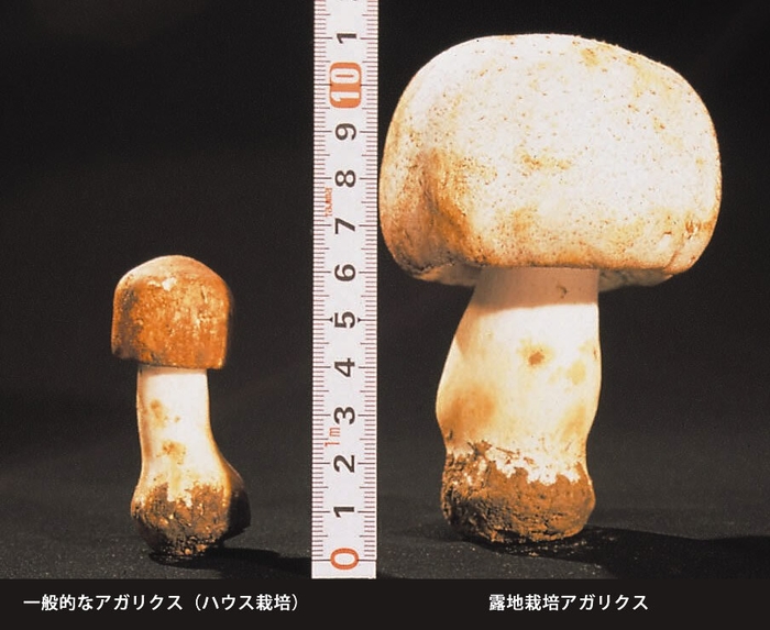 左：ハウス栽培アガリクス　右：露地栽培