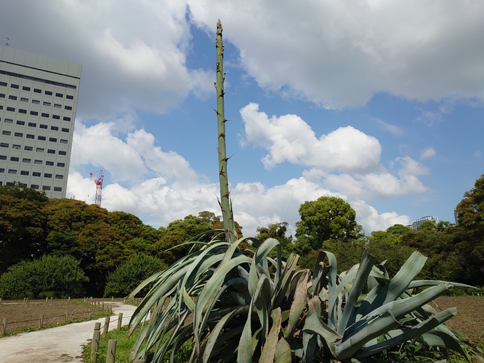 毎日約10cm生長中（6月9日撮影）