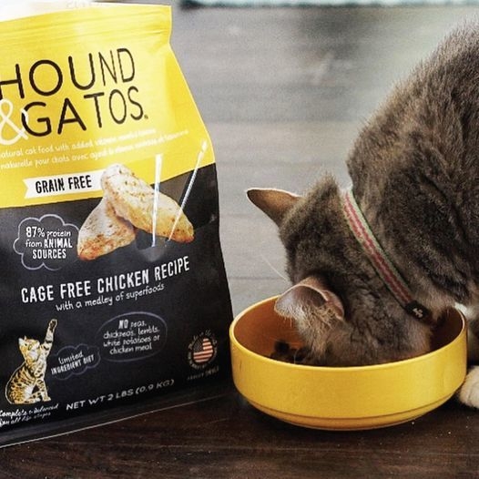 ハウンド＆ガトス4