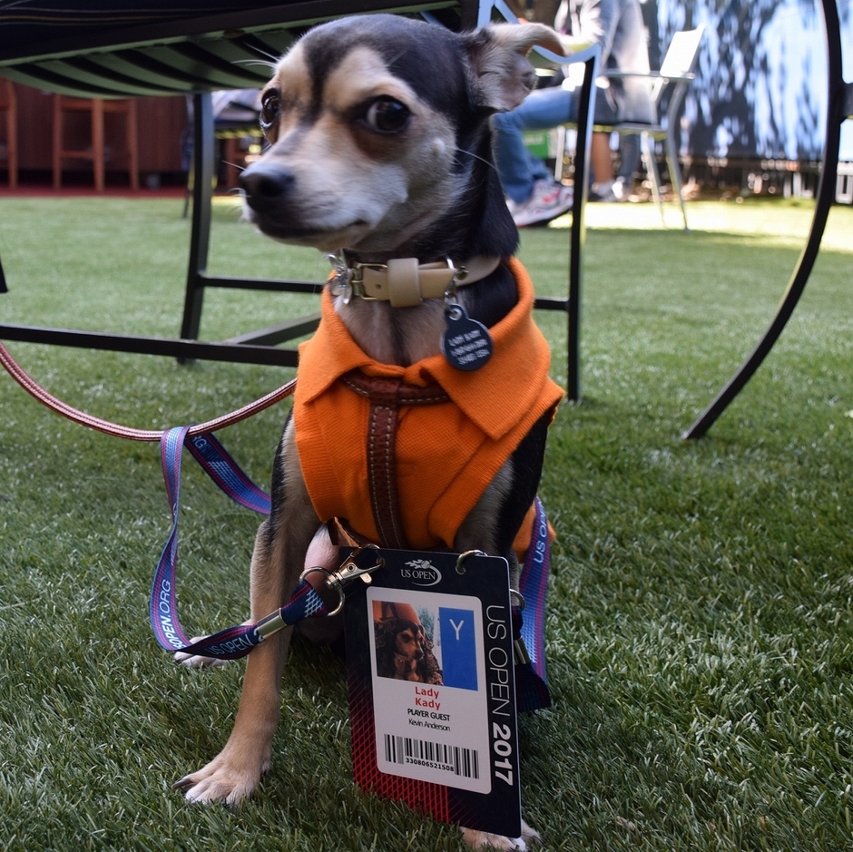 アンダーソン選手の愛犬Kady