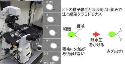 失った細胞機能を水圧で再生　ヒト精子の不妊治療など医療技術に応用できる可能性も　県立広島大と近畿大の共同研究が学術誌「Scientific Reports」に掲載