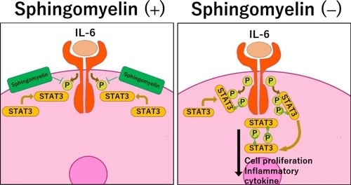 ジェヌインR&Dと麻布大学獣医学部 生化学研究室による共著論文が アメリカの科学雑誌『The FASEB Journal』に掲載