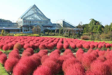 【清水公園】花ファンタジア秋の部のバラとコキアが見ごろを迎えます