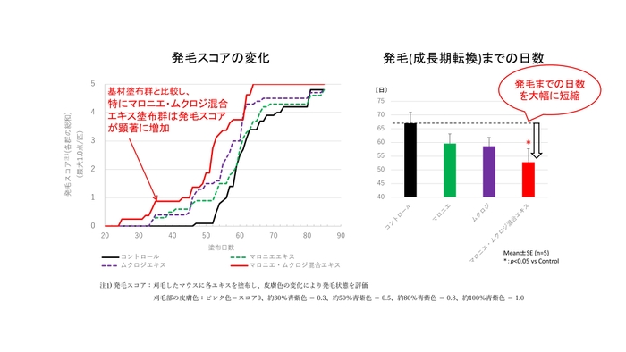 図3　マロニエ・ムクロジエキス混合エキスによる毛周期転換促進効果