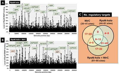 RNA合成酵素は遺伝子発現に抑制的にも作用することを発見