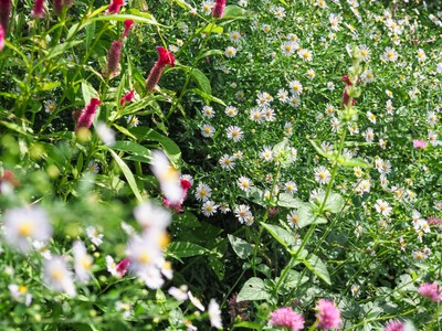 9月の花の庭(2)