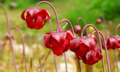 六甲高山植物園　湿生植物区に変わった光景！ 食虫植物「サラセニア」の花が咲きました