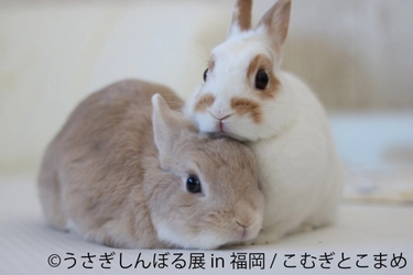 福岡初上陸！ふわふわホッコリ“うさぎ”の新作・限定グッズ大集結 　来場者数10万人超「うさぎしんぼる展 in 福岡」11/14～開催！