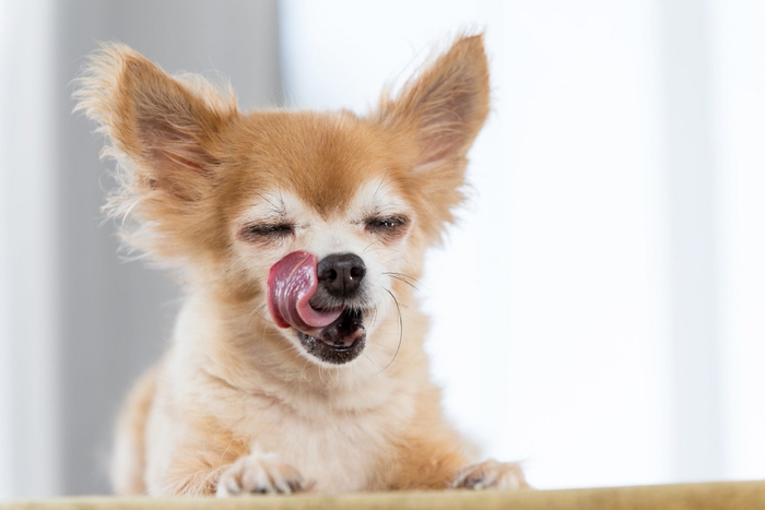 それでは、シニア犬のドッグフードの選び方についてご紹介していきます。