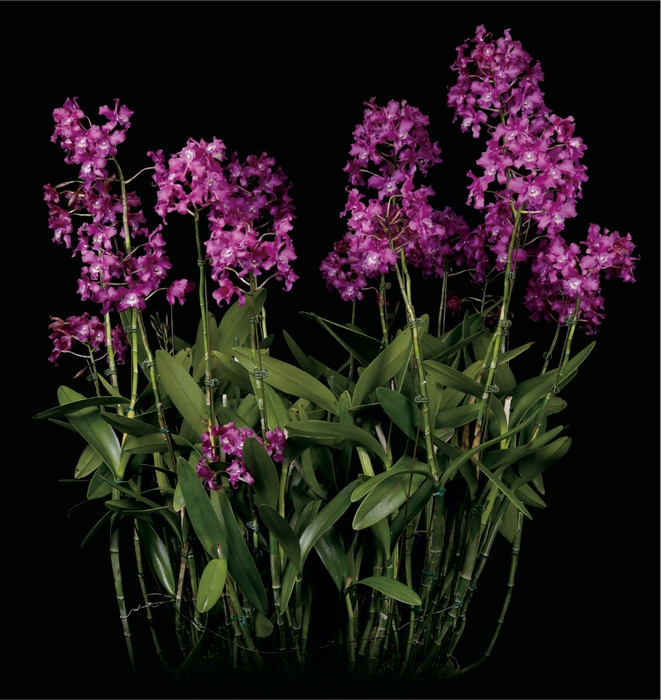 沖縄国際洋蘭博覧会2022 大賞(内閣総理大臣賞) Lcn.(Lnt. Dulatiaca × Ctt. Porcia)’Arakaki’ 新垣 紫吉 氏(沖縄県)