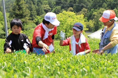 三重 お茶畑の再生とお茶づくりの様子