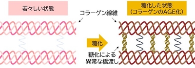 図1. コラーゲンの糖化