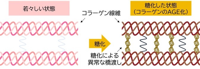 図1. コラーゲンの糖化