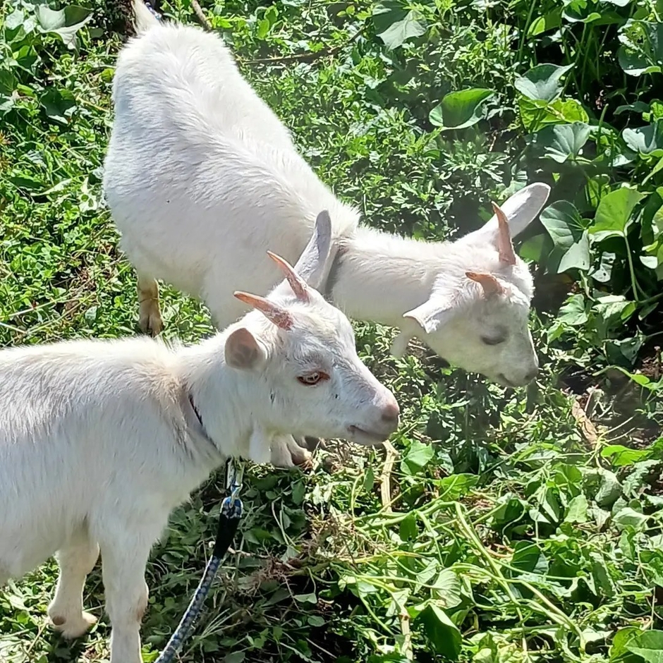 2年前に借りていたヤギ    