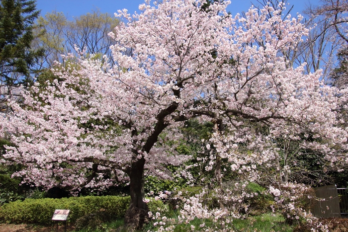 サクラ‘神代曙’