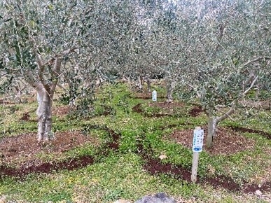 竹チップ等を配合した堆肥を、畑に撒いてます