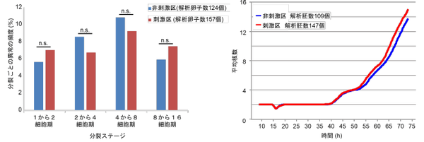 図2 刺激区と非刺激区における染色体分配異常の頻度。両群に有意差はなかった。（左）、図3 刺激区と非刺激区における受精卵の発生速度。両群に大きな違いはなかった。