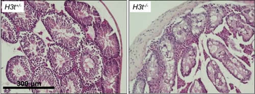 図3（文末にキャプション説明があります）