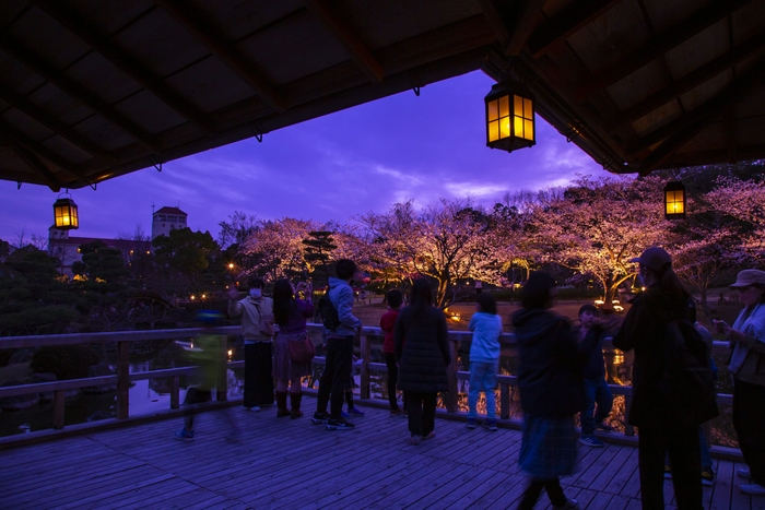 四阿から見る夜桜