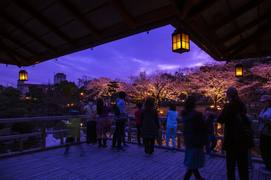 四阿から見る夜桜