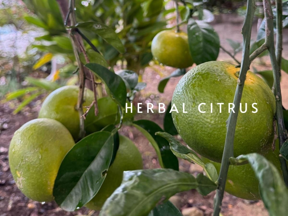 新商品：爽やかなハーバルシトラス
