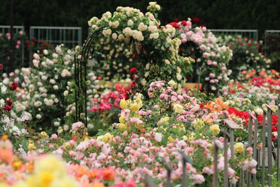 ばら園（令和７年撮影）