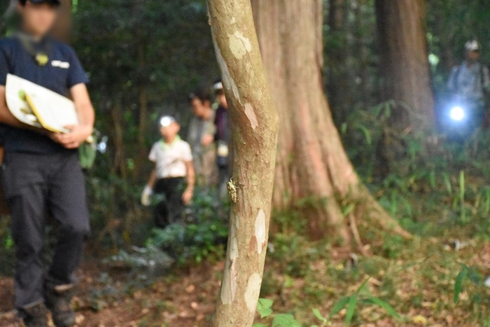 見えますか？幹にヒグラシが留まっています