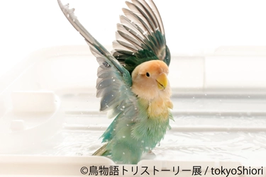 鳥が語る物語『トリストーリー展』GW東京・名古屋で開催！ 「ねこ休み」など人気展を手がけるギャラリーの新企画