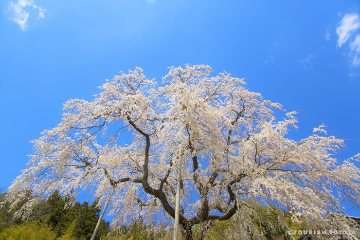 大安寺のしだれ桜