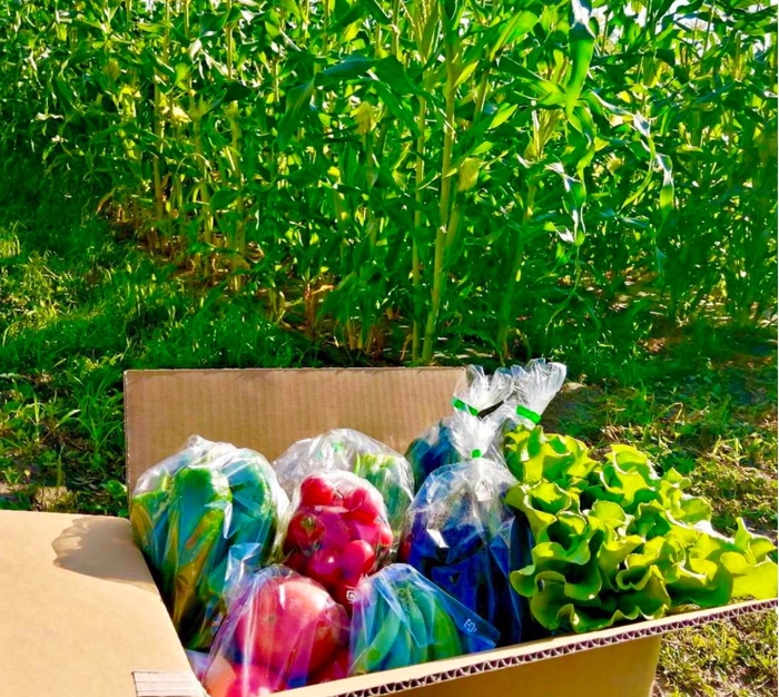夏野菜
