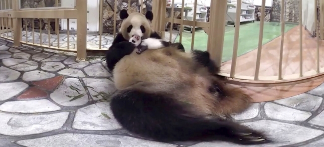 ▲赤ちゃんパンダの彩浜(さいひん)を大切そうに抱くお母さんパンダの良浜(らうひん)