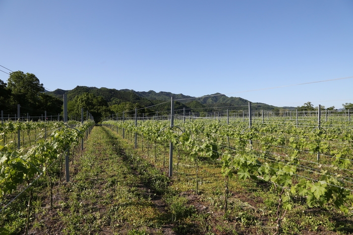 兎田ワイナリーイメージ2