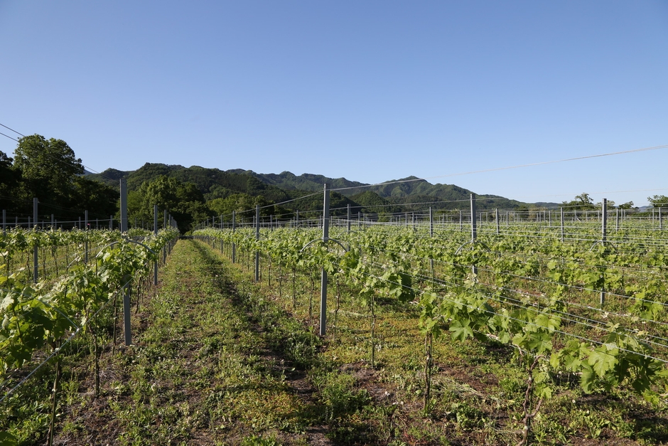 兎田ワイナリーイメージ2
