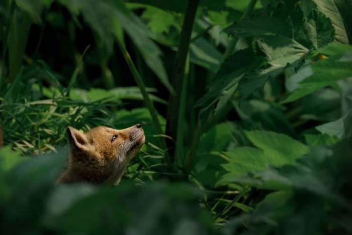Fox Cub(井上浩輝)