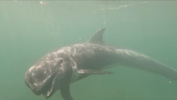 クジラにまつわる思い出やエピソード