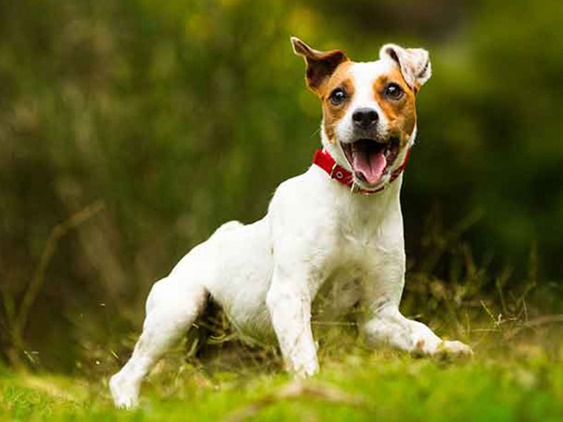 犬種図鑑 ジャック ラッセル テリアの性格や特徴 飼い方について知ろう Newscast