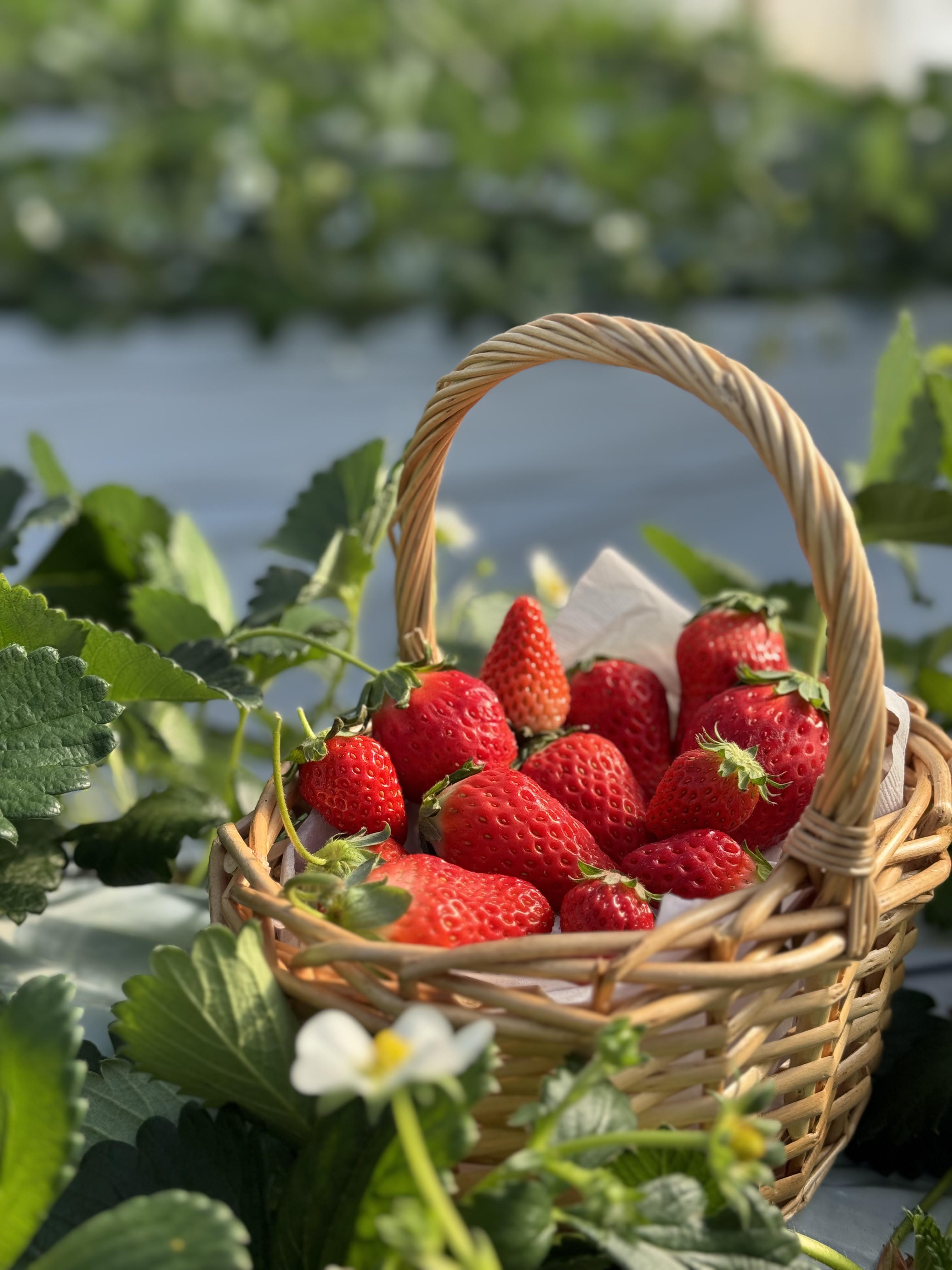 摘み取り用カゴ