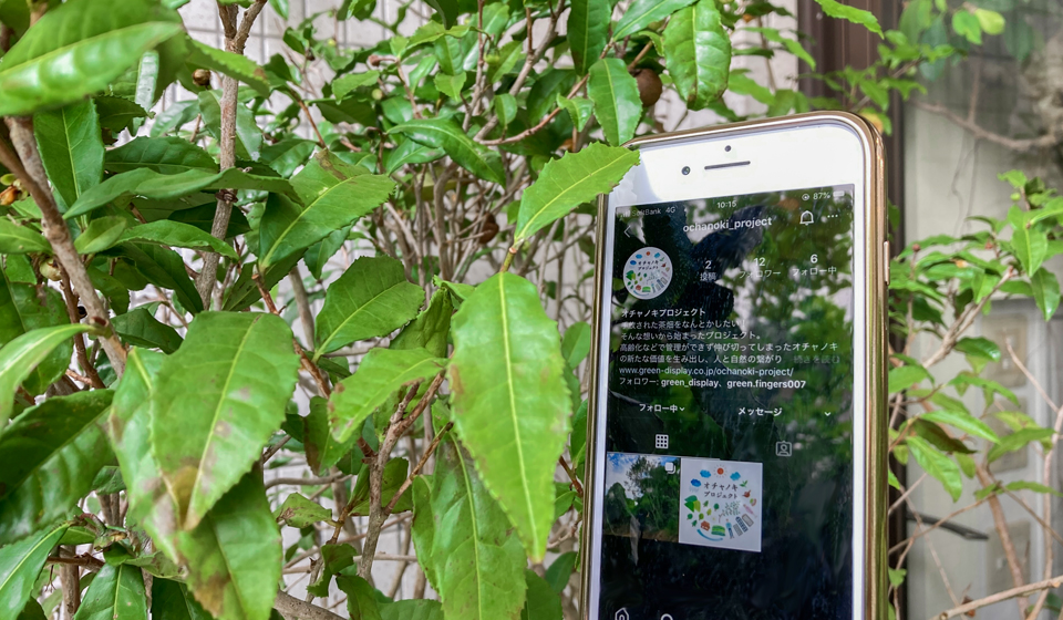 オチャノキプロジェクト公式Instagramアカウント開設のお知らせ