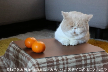 毎年恒例！冬らしい癒しの猫が大集結！新作を含め400点以上　 「ねこ休み展 in 横浜みなとみらい」12/18～1/19に開催