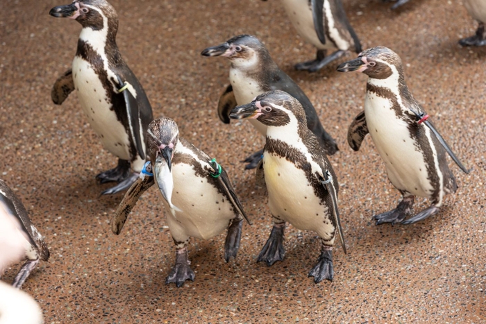 ペンギンのおさんぼ