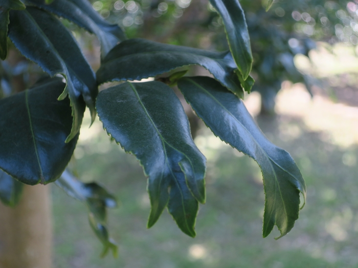錦魚葉椿(キンギョバツバキ)の葉