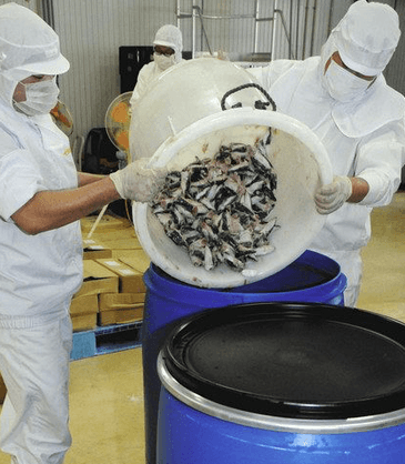 鰻(う)ナンプラー「鰻能(ばんのう)」製作風景