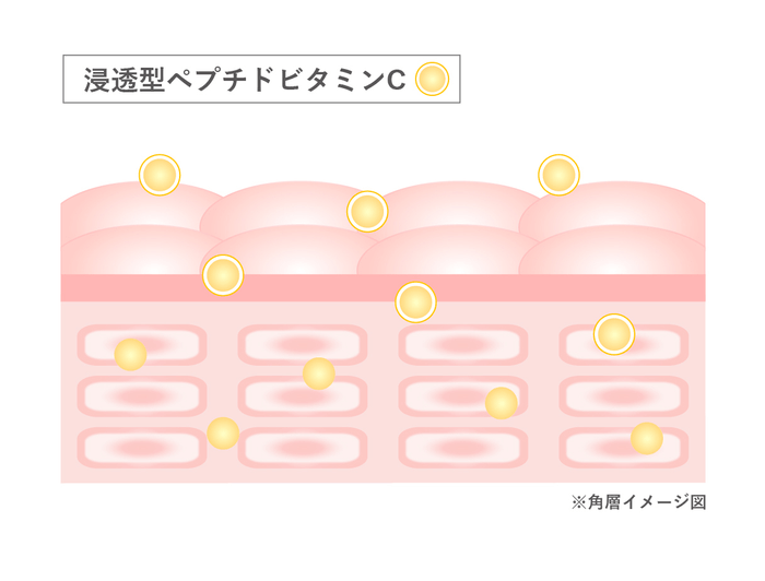 角層イメージ図