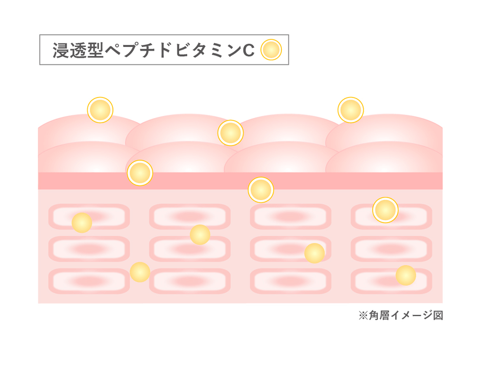 角層イメージ図