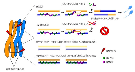 図1 哺乳類の生殖細胞においてRAD51をDNA組換え部位以外から外す仕組み。通常の生殖細胞（野生型）では、DNA組換えの鍵を握るRAD51タンパク質と、同様の機能を持つDMC1タンパク質はDNA組換えが起こる場所（組換え部位）にのみ結合し、両親由来のDNAの組換えと精子形成を促す。一方、FIGNL1タンパク質の欠損細胞（Fignl1変異体）では、RAD51/DMC1タンパク質が組換え部位から適切に外れないのみならず、組換え部位以外にも結合してしまうため、結果的に精子形成がうまくいかない。