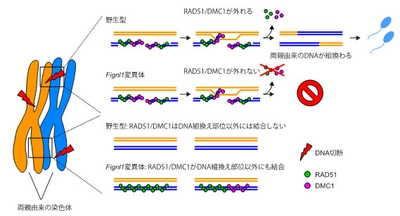 生命が多様性を生み出す仕組みの謎に迫る！　生殖細胞で組換えタンパク質が特定のDNAに結合するメカニズム　―不要な結合を除去することが重要だった―