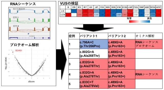 図3.VUS検証とマルチオミクス解析を組合わせた新規症例の診断　マルチオミクス解析からECHS1遺伝子の発現異常を示す新たな症例を同定した。マルチオミクス解析で同定したECHS1遺伝子の異常はc.489G>Aのバリアントを介したスプライシング異常を生じていた。プロテオーム解析でもECHS1タンパク質の発現低下を確認した。表中の赤のボックスで示すバリアントはVUS検証およびオミクス解析で病的と判定された。