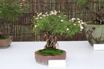 秋のミニバラ盆栽展(令和4年撮影)